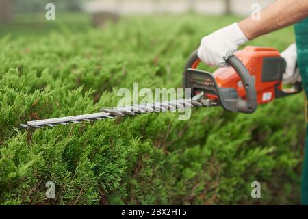 Nicht erkennbarer männlicher Gärtner, der Hecke schneidet. Nahaufnahme des Arbeiters in Handschuhen ordentlich Formen oben von großen grünen Büschen mit roten und schwarzen elektrischen Trimmmaschine. Konzept der Arbeit, Gartenarbeit. Stockfoto