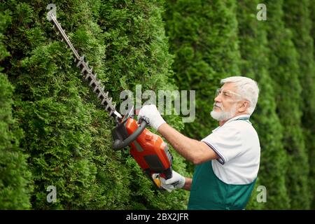 Seitenansicht des Edery Gärtners mit grauem Bart in grüner Uniform und Handschuhen, die mit der elektrischen Schneidemaschine überwuchert Hecke schneiden. Senior Mann Landschaftsbau und Pflege von Pflanzen im Freien. Stockfoto