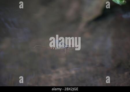 Drake Mackerel Mayfly (Ephemera vulgata) Stockfoto