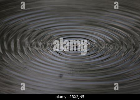 Drake Mackerel Mayfly (Ephemera vulgata) Stockfoto