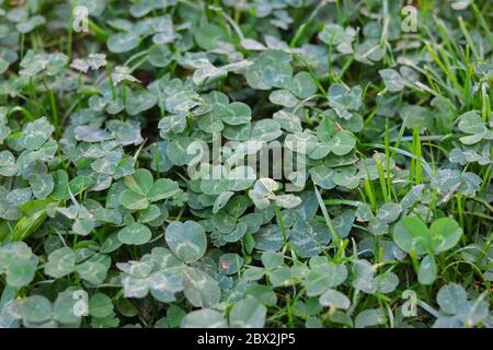 Klee (trifolium) im Rasen, Konzept für die Gartenarbeit Unkrautbekämpfung im Rasen Stockfoto