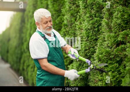 Seitenansicht des älteren Mannes, der grüne Uniform trägt und weiße Handschuhe trägt, die oben von überwucherten Büschen mit großer Schere im Sommertag schneiden. Elderiger Arbeiter mit weißem Bart, der sich um Gartenpflanzen kümmert. Stockfoto