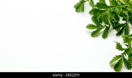 Bael Blätter unbearbeitete mit hellem Hintergrund. Stockfoto