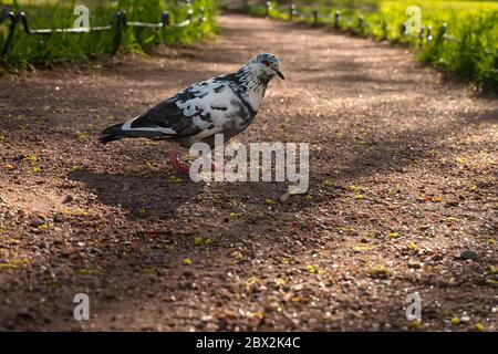 Bunte schwarz-weiße städtische Taube, die draußen auf dem Bodenpfad im Abendpark bei Sonnenuntergang spazieren geht. Gesprenkelte Stadttaube an der Frühlingsstraße. Stockfoto