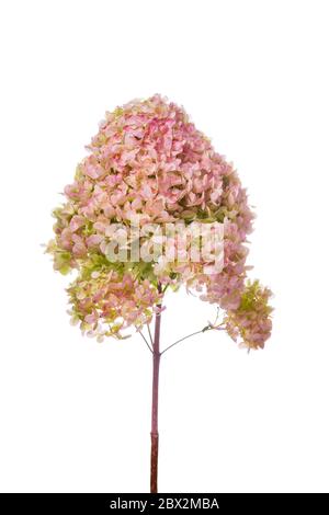 Hortensia Blumen isoliert auf weißem Hintergrund Stockfoto