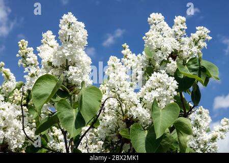 White Lilac Syringa 'Adame Lemoine' Stockfoto