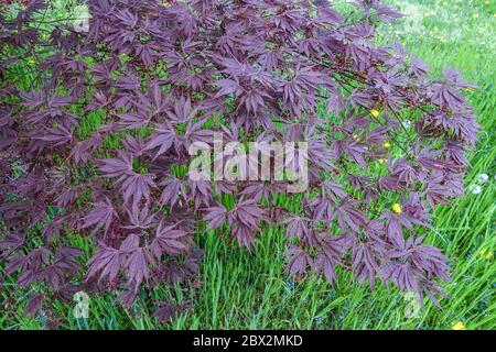 Acer Burgundy Lace japanischer Ahorn Stockfoto