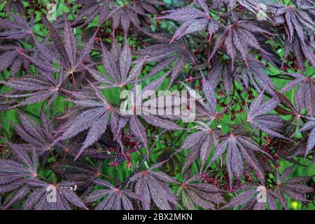 Acer palmatum Burgundy Lace Japanischer Ahorn Stockfoto