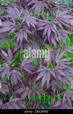 Japanischer Ahorn Acer palmatum Burgundy Lace Stockfoto