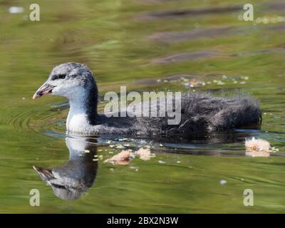 Ein juveniler Eurasischer Coot (Fulica ATRA), der auf einem grünen Kanal in Daisy NOOK, Manchester, Großbritannien schwimmt Stockfoto