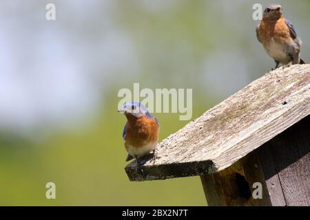 Eastern Bluebirds thront auf einem Vogelhaus in Union, Ontario, Kanada. Stockfoto