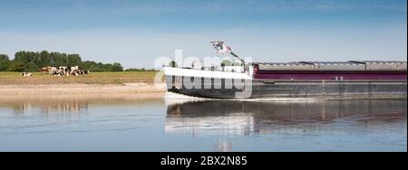 Junge Kühe in der Nähe von Fluss und Schiff auf ijssel zwischen zutphen und arnhem Stockfoto