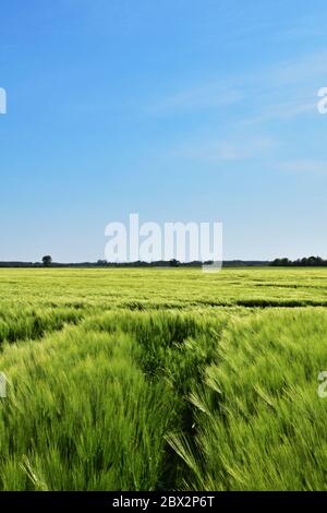 Weizenfeld an einem Frühlingstag, vertikal Stockfoto
