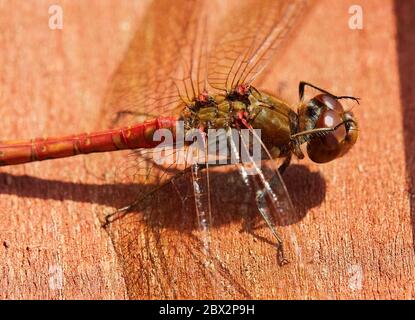 Große gemeinsame darter Rote Libelle seine Augen Reinigung mit seinen Beinen und landete mit großen Flügel Stockfoto