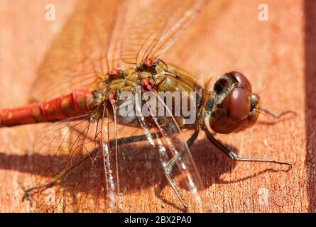 Große gemeinsame darter Rote Libelle sitzt auf einem Zaun in der Sonne mit großen Flügel Stockfoto