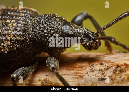 Dickmaulrüssler Stockfoto