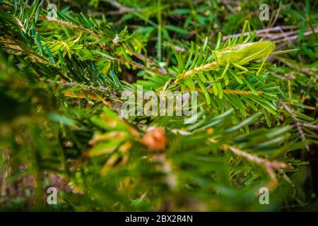 Frankreich, Isere, Vercors Regionalpark, große grüne Heuschrecke (Tettigonia viridissima) Stockfoto