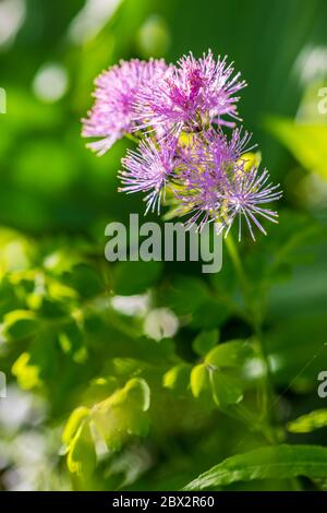 Frankreich, Isere, Vercors Regionalpark, Thistle Blumen (Carduus affinis) Stockfoto