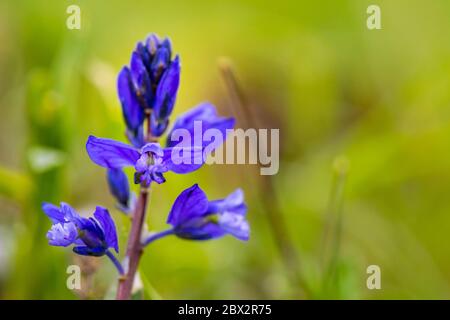 Frankreich, Isere, Vercors Regionalpark, Dauphinelle Blumen (Delphinium elatum) Stockfoto