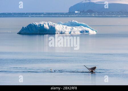 Antarktis, Südmeer, Antarktische Halbinsel, Graham Land, Paradise Harbour, Gruppe von Gentoo-Pinguinen (Pygoscelis papua), die neben einem Buckelwal (Megaptera novaeangliae) inmitten einer Eislandschaft zwischen treibenden Eisbergen und Gletschern porpoitieren Stockfoto