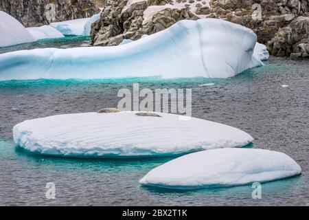 Antarktis, Südpolarmeer, Antarktische Halbinsel, Graham Land, Lemaire Channel, Petermann Island, Paar Krabbenrobben (Lobodon carcinophaga) auf einem Eisberg Stockfoto