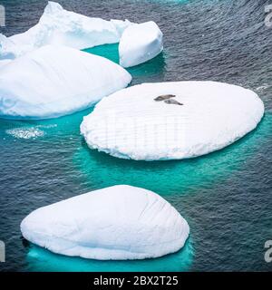 Antarktis, Südpolarmeer, Antarktische Halbinsel, Graham Land, Lemaire Channel, Petermann Island, Paar Krabbenrobben (Lobodon carcinophaga) auf einem Eisberg Stockfoto