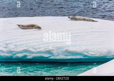 Antarktis, Südpolarmeer, Antarktische Halbinsel, Graham Land, Lemaire Channel, Petermann Island, Paar Krabbenrobben (Lobodon carcinophaga) auf einem Eisberg Stockfoto