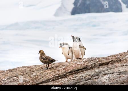 Antarktis, Südmeer, Antarktische Halbinsel, Graham Land, Lemaire Channel, Petermann Island, die südlichste Kolonie der Gentoo-Pinguine (Pygoscelis papua), hier versuchen 3 Jungtiere eines ihrer schlimmsten Raubtiere abzustoßen, einen antarktischen Skua (Stercorarius antarcticus) Stockfoto