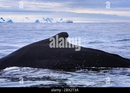 Antarktis, Südmeer, Antarktische Halbinsel, Graham Land, Lemaire Channel, Petermann Island, Rückenflosse eines Buckelwals (Megaptera novaeangliae) Stockfoto