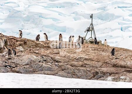 Antarktis, Südliche Ozeane, Antarktische Halbinsel, Graham Land, Lemaire Channel, Petermann Island, die südlichste Kolonie der Gentoo-Pinguine (Pygoscelis papua) Stockfoto