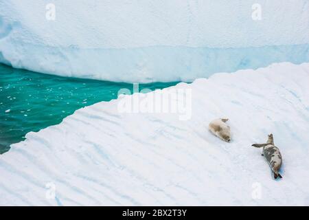 Antarktis, Südpolarmeer, Antarktische Halbinsel, Graham Land, Lemaire Channel, Petermann Island, Paar Krabbenrobben (Lobodon carcinophaga) auf einem Eisberg Stockfoto