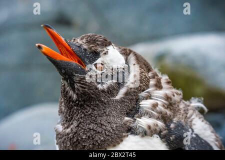 Antarktis, Südmeer, Antarktische Halbinsel, Graham Land, Lemaire Channel, Petermann Island, Porträt eines Gentoo-Pinguins (Pygoscelis papua), der zu den südlichsten Kolonien der Welt zählt Stockfoto