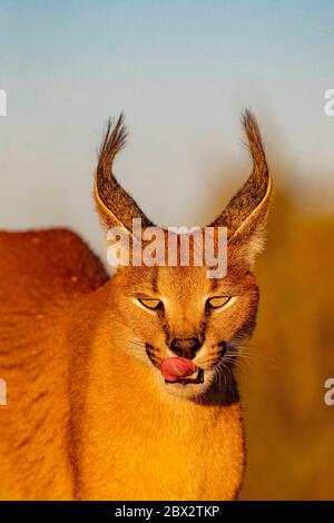 Namibia, Privatreservat, Caracal (Caracal caracal), in Afrika und Asien, Tier unter kontrollierten Bedingungen Stockfoto