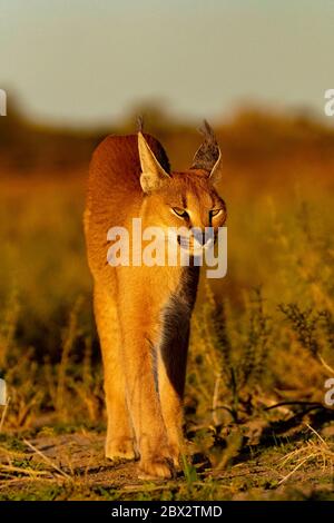 Namibia, Privatreservat, Caracal (Caracal caracal), in Afrika und Asien, Tier unter kontrollierten Bedingungen Stockfoto