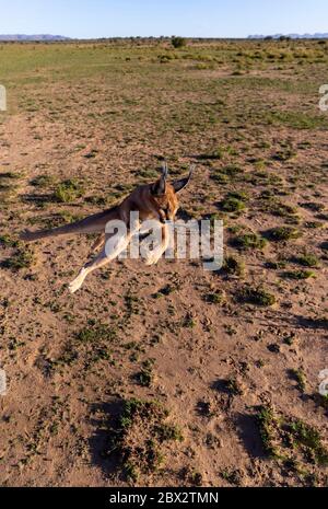 Namibia, Privatreservat, Caracal (Caracal caracal), in Afrika und Asien, Tier unter kontrollierten Bedingungen Stockfoto