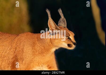 Namibia, Privatreservat, Caracal (Caracal caracal), in Afrika und Asien, Tier unter kontrollierten Bedingungen Stockfoto