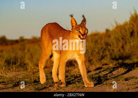 Namibia, Privatreservat, Caracal (Caracal caracal), in Afrika und Asien, Tier unter kontrollierten Bedingungen Stockfoto