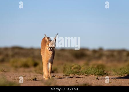 Namibia, Privatreservat, Caracal (Caracal caracal), in Afrika und Asien, Tier unter kontrollierten Bedingungen Stockfoto