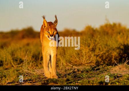 Namibia, Privatreservat, Caracal (Caracal caracal), in Afrika und Asien, Tier unter kontrollierten Bedingungen Stockfoto