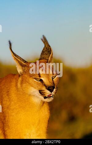 Namibia, Privatreservat, Caracal (Caracal caracal), in Afrika und Asien, Tier unter kontrollierten Bedingungen Stockfoto