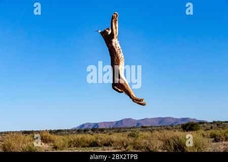 Namibia, Privatreservat, Caracal (Caracal caracal), in Afrika und Asien, Tier unter kontrollierten Bedingungen Stockfoto