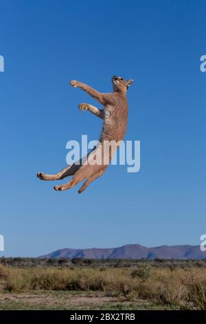 Namibia, Privatreservat, Caracal (Caracal caracal), in Afrika und Asien, Tier unter kontrollierten Bedingungen Stockfoto