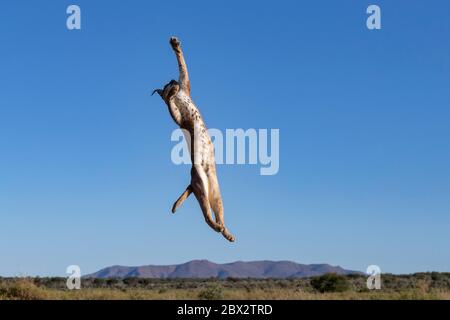 Namibia, Privatreservat, Caracal (Caracal caracal), in Afrika und Asien, Tier unter kontrollierten Bedingungen Stockfoto