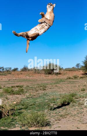 Namibia, Privatreservat, Caracal (Caracal caracal), in Afrika und Asien, Tier unter kontrollierten Bedingungen Stockfoto