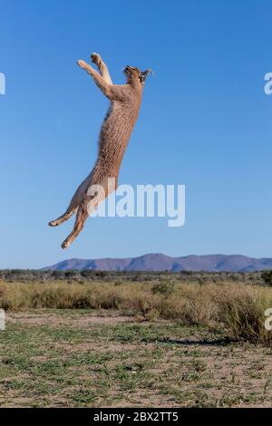 Namibia, Privatreservat, Caracal (Caracal caracal), in Afrika und Asien, Tier unter kontrollierten Bedingungen Stockfoto