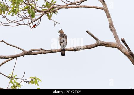 Indonesien, Borneo, Kalimantan, Tanjung Puting Nationalpark, großer Crested Eagle (Nisaetus cirrhatus), auf einem Zweig thront Stockfoto