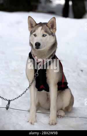 Siberian Husky (Canis familiaris), Rest, Frankreich Stockfoto