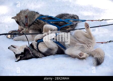 Siberian Husky (Canis familiaris), Ruhe, unterwürfiger Hund, Frankreich Stockfoto