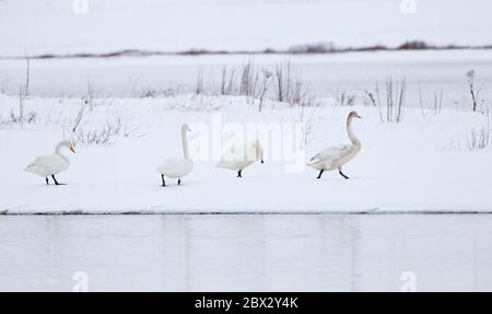 Island, Gullfoss Region, Wilde Gänse im Winter Stockfoto