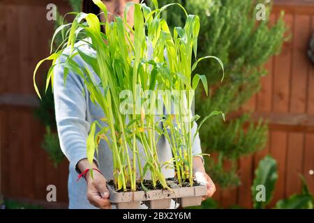 Frau hält Süsskornsätlinge, (Zea Mays), bereit für die Pflanzung im Freien, Surrey, Großbritannien Stockfoto